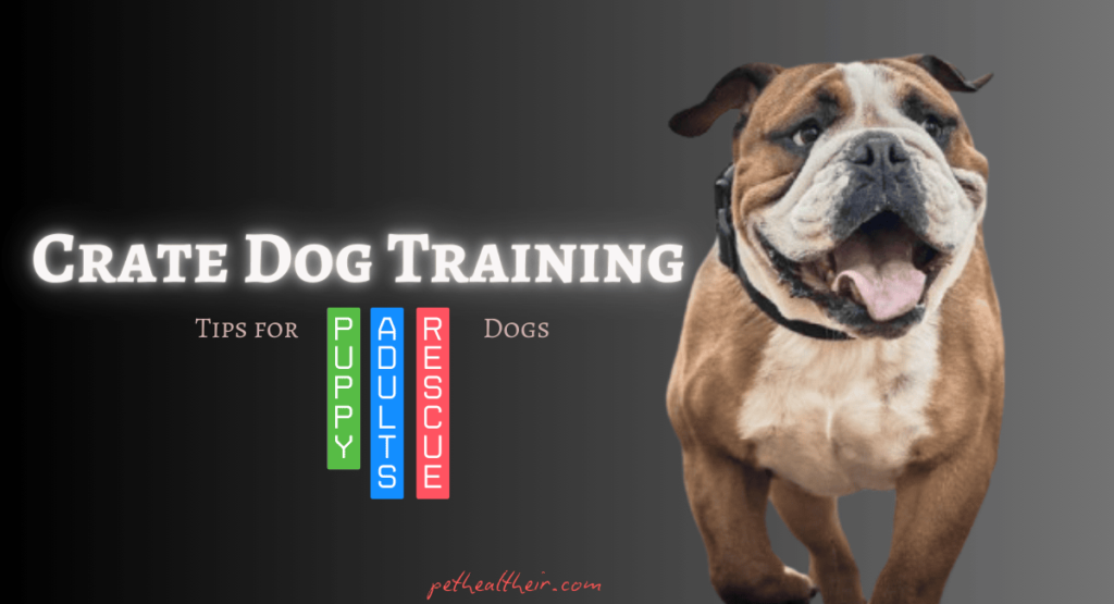 dog crate training