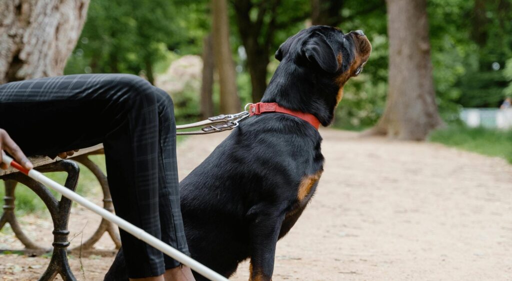 service dog training