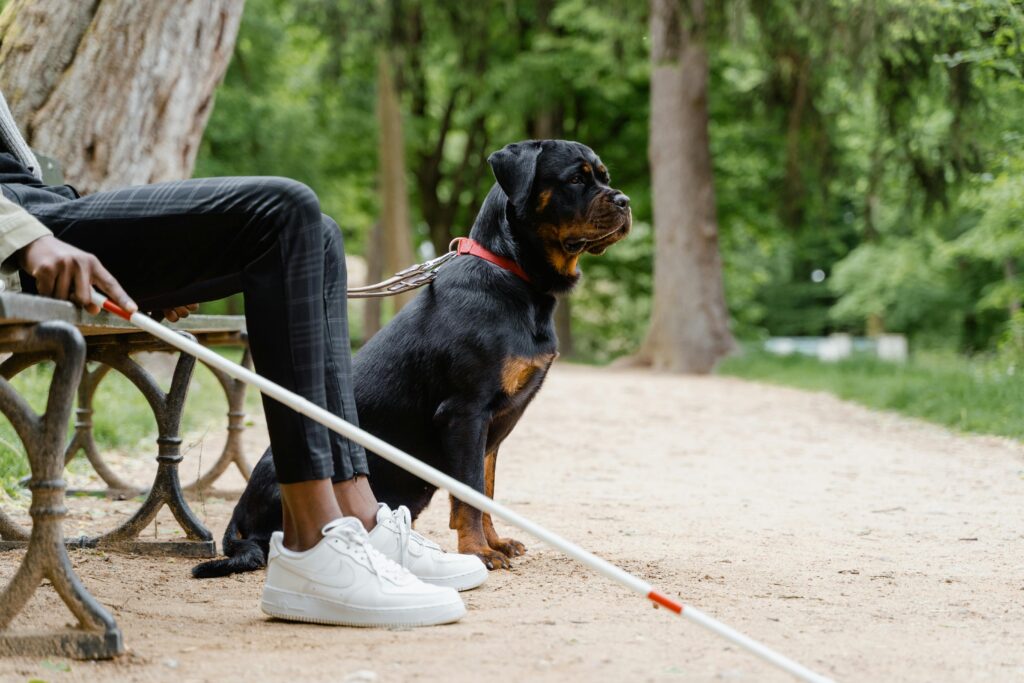 service dog training