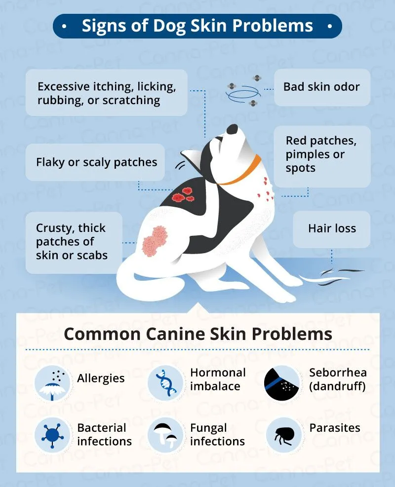 dog skin problems