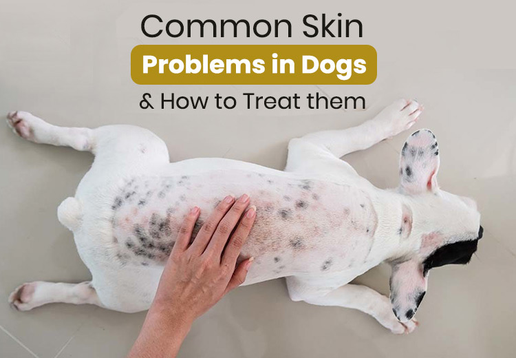 dog skin problems
